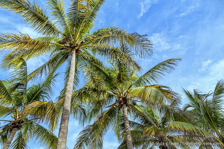 Tops of palm trees against a blue sky in Varadero, Cuba.