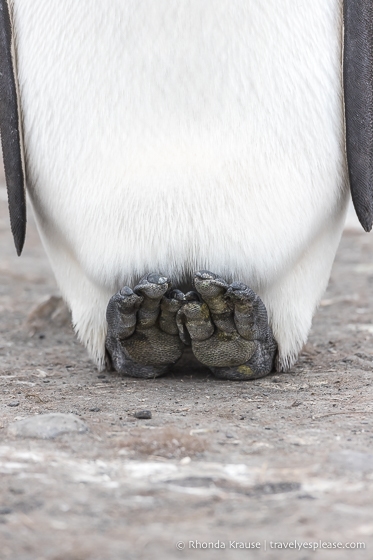 King penguin showing the bottom of its feet.