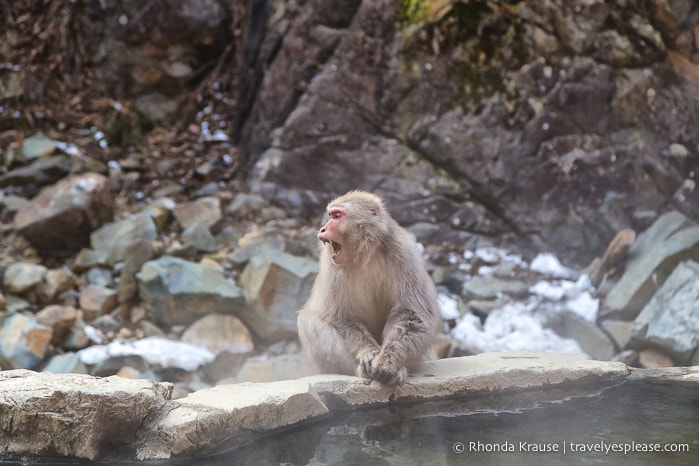Japanese macaque (snow monkey) at Jigokudani Monkey Park- Yamanouchi, Japan travelyesplease.com | Jigokudani Monkey Park- Trip from Nagano to see Wild Snow Monkeys