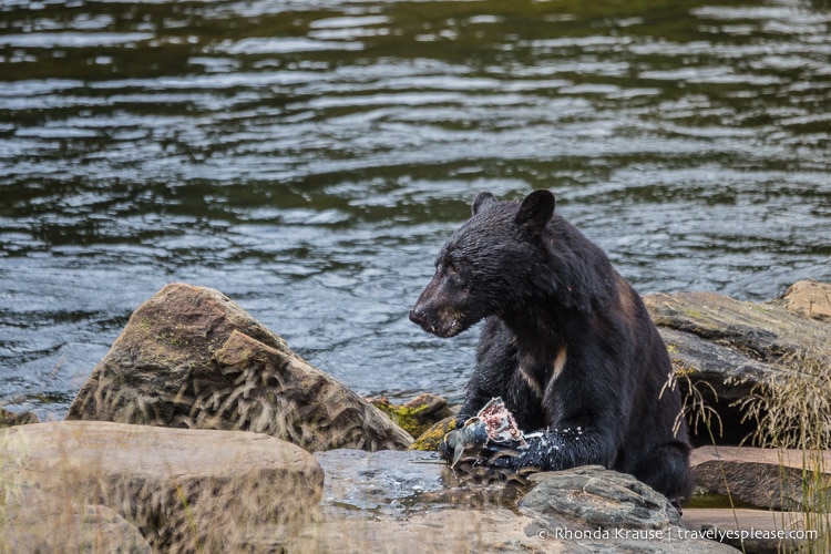 travelyesplease.com | Neets Bay Bear Viewing
