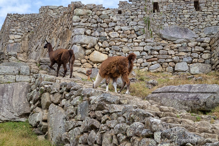 travelyesplease.com | Visiting Machu Picchu- A Mountaintop Inca Citadel
