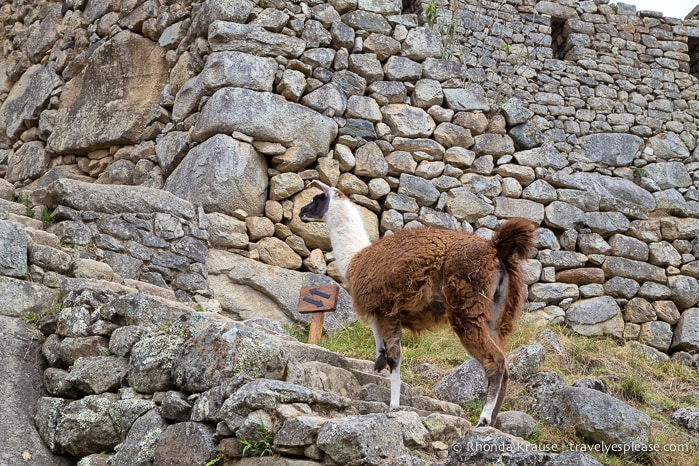 travelyesplease.com | Visiting Machu Picchu- A Mountaintop Inca Citadel