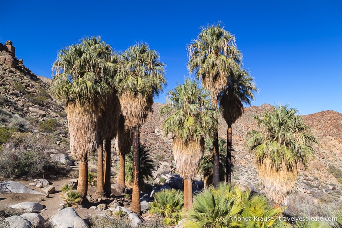 /travel-blog-palm-springs-day-trips/