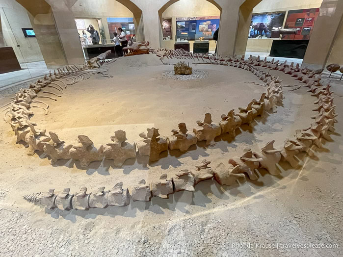 Whale skeleton in the Fossils and Climate Change Museum at Wadi Al-Hitan.