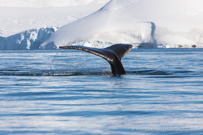A whale's fluke sticking out of the water.