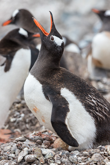 Gentoo penguin vocalizing in Antarctica