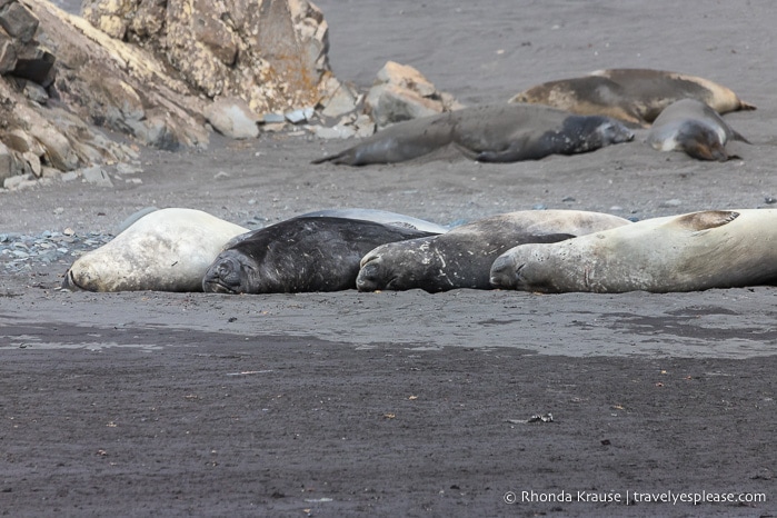 Seals sleeping in a row on a beach in Antarctica