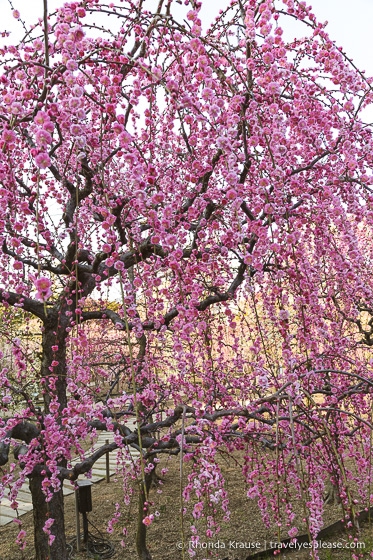 travelyesplease.com | Visiting the Nabana no Sato Flower Garden and Winter Illumination