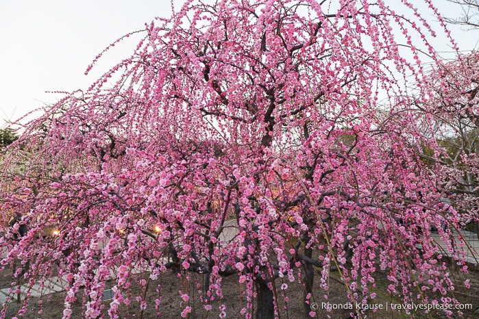 travelyesplease.com | Visiting the Nabana no Sato Flower Garden and Winter Illumination