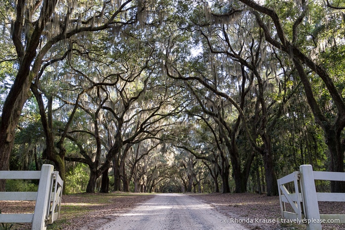 travelyesplease.com | Best Places for Photography in Savannah, Georgia
